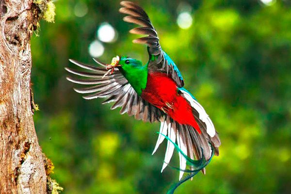 Costa Rica Birding Tours